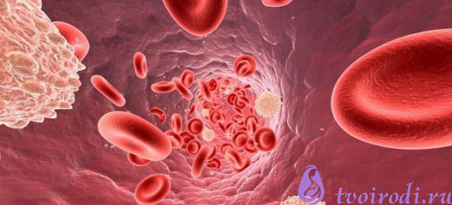 Лейкоциты при беременности